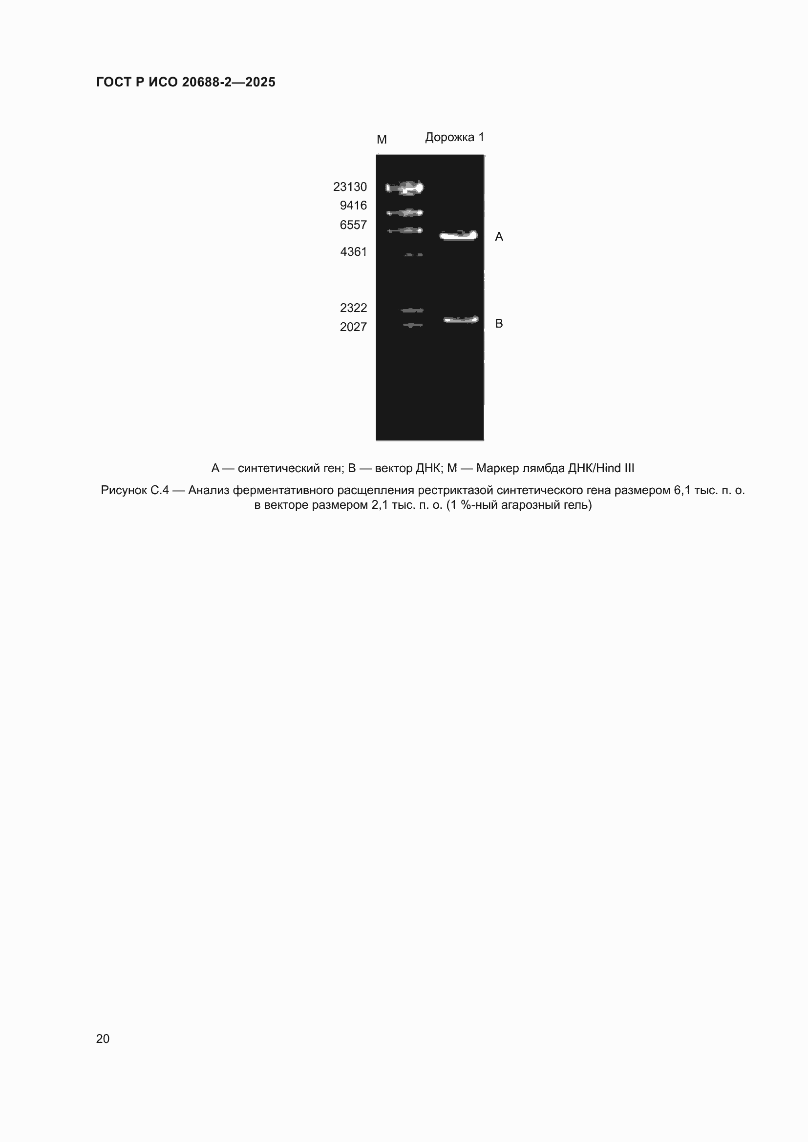 ���� � ��� 20688-2-2025. �������� 24